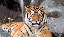 虎虎大爆料完整视频,揭秘视频背后的惊人真相与精彩瞬间